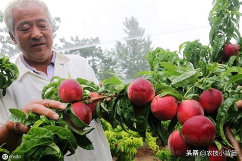 桃樹種植|如何種植桃樹：何時種植以及如何種植